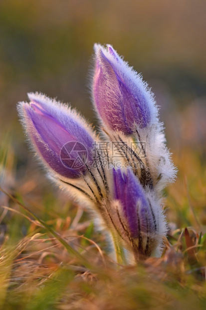粉色的爱摄影师美丽紫色小辣椒花普尔萨提拉大美人在日落时春草原上闪耀图片
