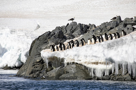 山一群阿德利企鹅站在冰悬崖上跳入水中犹豫的焦虑图片