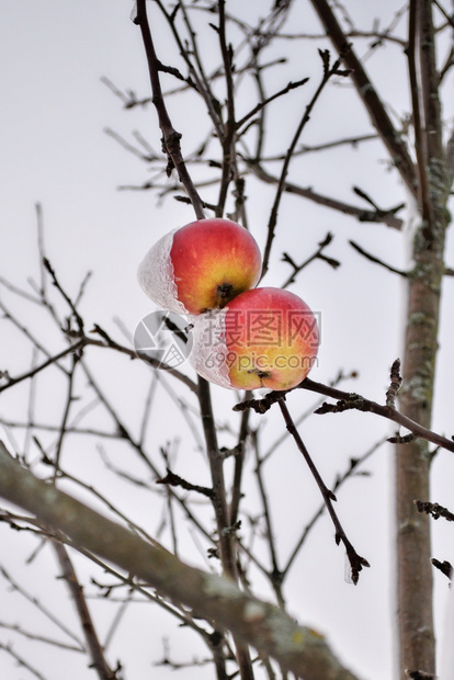 厚的低在暴风雪过后满着厚的花成熟苹果挂在一棵树上明亮闪的苹果上红在一片树上面覆盖着雪象征从秋向冬季过渡的乡村景象白雪皑图片