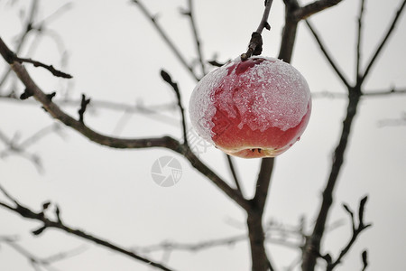 气候月植物学在暴风雪过后满着厚的花成熟苹果挂在一棵树上明亮闪的苹果上红在一片树上面覆盖着雪象征从秋向冬季过渡的乡村景象图片