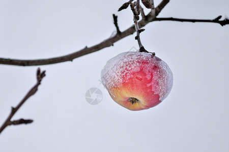 上限美味的在暴风雪过后满着厚的花成熟苹果挂在一棵树上明亮闪的苹果上红在一片树上面覆盖着雪象征从秋向冬季过渡的乡村景象冷静图片