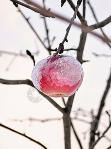 农场在暴风雪过后满着厚的花成熟苹果挂在一棵树上明亮闪的苹果上红在一片树上面覆盖着雪象征从秋向冬季过渡的乡村景象拉脱维亚季节图片