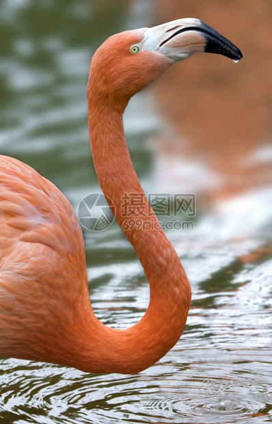 期望给予美洲或加勒比火烈鸟Phoenicopterusruber是一种大型火烈鸟与和智利密切相关美洲火烈鸟在加拉帕戈斯群岛哥伦比图片