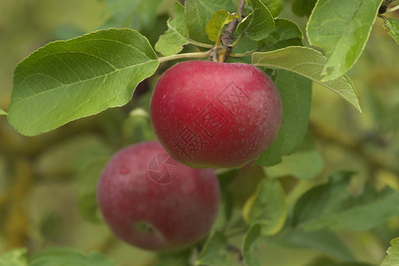 有机的分支横向闭合图像有选择焦点和美丽红成熟多汁苹果露在本地有机农场树枝上涂着露水的红色成熟果子bokoh健康状况图片