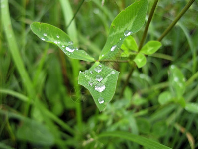 草和雨后露完美冷冻移动图片