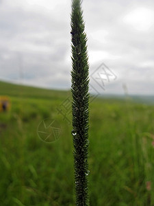 草本植物复制空间绿叶上的水滴露图片