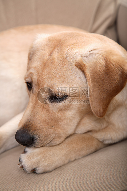 拉布拉多哺乳动物爪子食肉奶油谎言宠物动物犬类猎犬休息图片