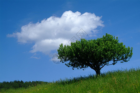 盖尔·加朵拜伊姆·希梅利背景