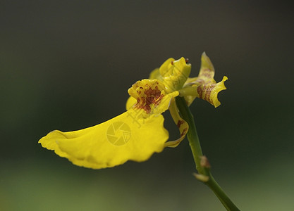 小黄兰花图片