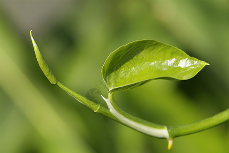 绿叶抽象摘要植物植物群森林生长热带叶子图片