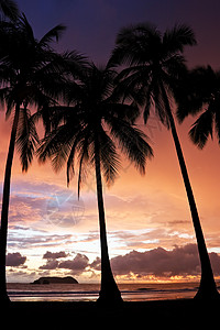 热带热带日落天堂海洋树叶旅游海滩棕榈天空风景明信片旅行图片