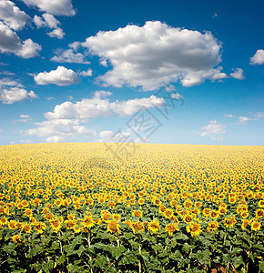 向日向字段风景向日葵植物土地地球天空场地生长蓝色照片图片