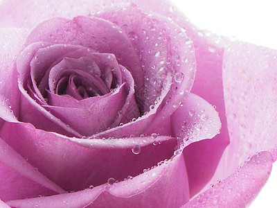 紫玫瑰花瓣玫瑰白色宏观紫色图片