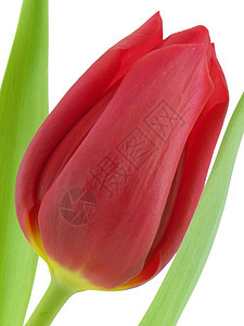 红色郁金图植物群白色宏观花瓣郁金香背景图片