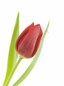 红色郁金图白色植物群郁金香花瓣背景图片