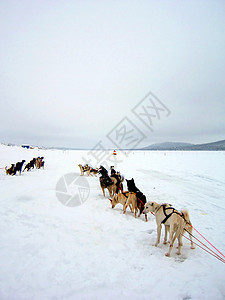 北极狗雪橇图片