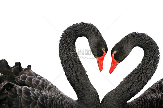 黑天鹅红色黑色动物羽毛白色优美夫妻眼睛脖子图片