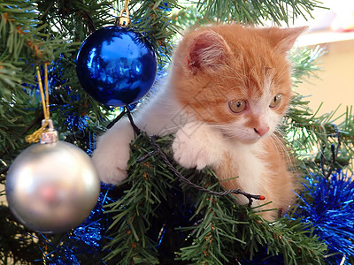 圣诞小猫毛皮蓝色宠物花环猫咪爪子乐趣生日猫科动物皂角图片