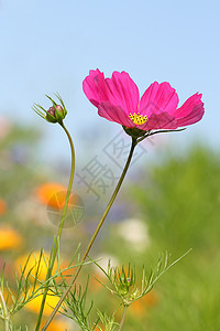 品红花花艺术花园紫色青色绿色植物黄色粉色花瓣图片