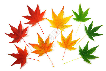秋叶剪贴簿绿色白色季节红色黄色树叶橙子季节性图片