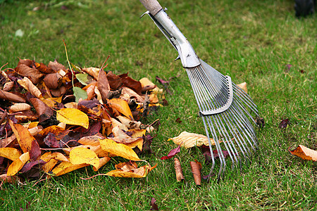 摇树叶院子金子打扫家政工作园艺叶子工具绿色季节性图片