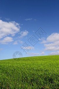 绿色的山丘(垂直)图片