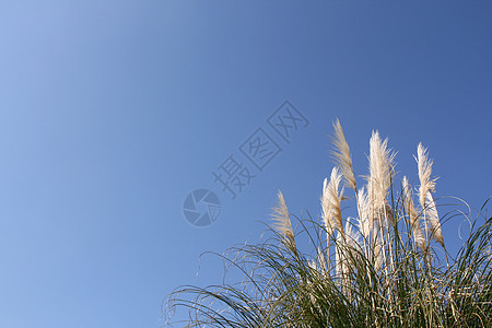 蒲苇植物季节天空花园季节性模版创造力蓝色框架图片