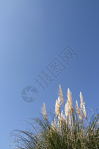 蒲苇植物模版花园天空季节季节性创造力框架蓝色图片