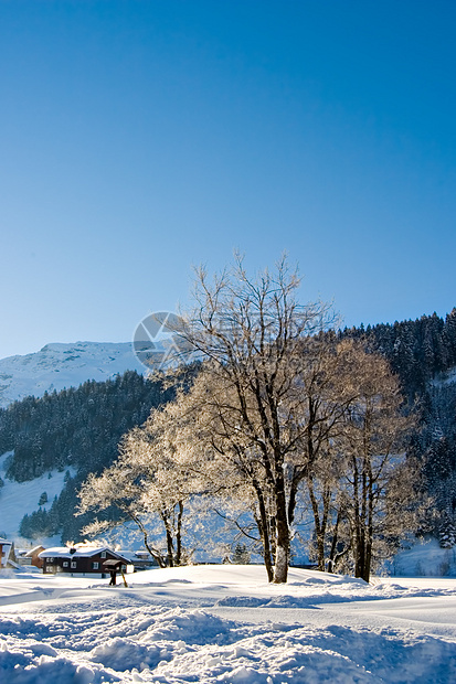 冬季上午晴天风景树干树木场地场景季节假期旅游雪景图片