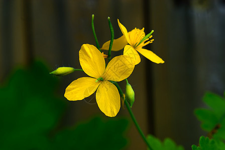 春花花花园极乐农场场地生态植物院子生长毛茛农田图片