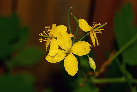 春花花雏菊美丽自由极乐毛茛场地生态植物草地图片