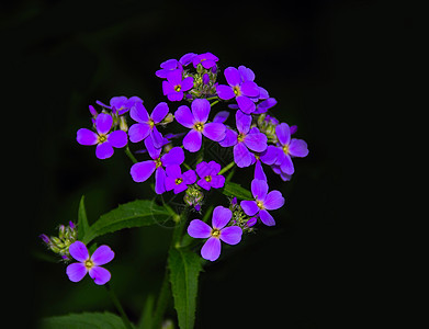 紫花花野花边界蓝色花瓣宏观植物群植物紫色框架叶子图片