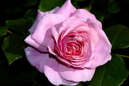 玫瑰宏流动花瓣玫瑰纪念馆宏观柔软度花朵曲线橙子热情图片