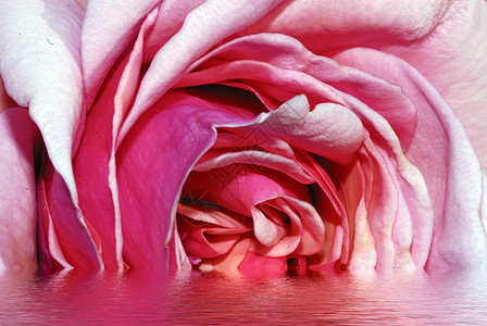 玫瑰宏花朵流动纪念馆柔软度玫瑰热情曲线宏观花瓣橙子图片