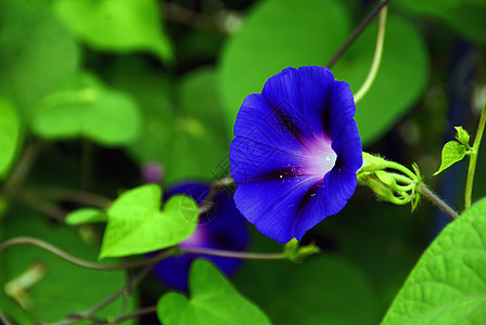 紫花床单花圈季节雏菊蓝色卡片紫丁香美丽植物花瓣图片