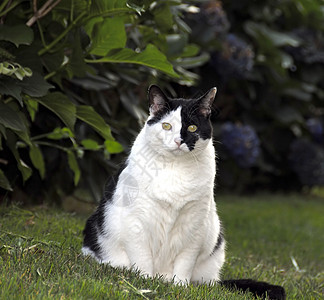 宠物猫小猫毛皮家庭幼儿宠物短发条纹猫咪猫科白色图片