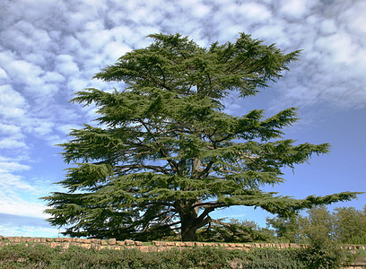 黎巴嫩行动中心松树花园绿色针叶树针叶树林孤独蓝色木头图片