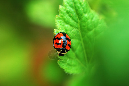 草叶上的瓢虫漏洞昆虫生物学植物墙纸生态红色绿色女士图片