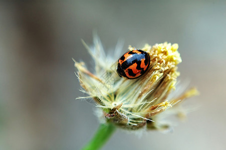 花朵上的青草绿色甲虫昆虫生物瓢虫生物学野生动物女士墙纸红色图片