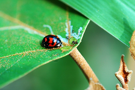 带叶子的漏洞中心绿色瓢虫植物红色甲虫生物生态昆虫图片