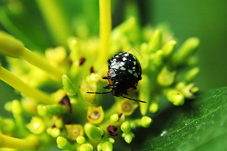 花朵上的Ladybug野生动物墙纸瓢虫生物学植物生物红色漏洞甲虫昆虫图片