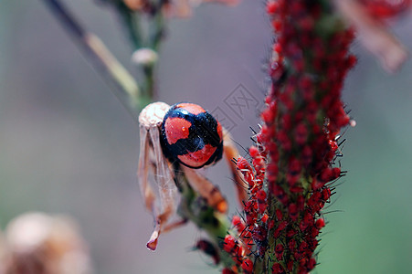 除了虫子之外还留宿的Ladybug图片