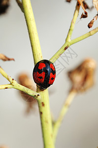 Compsitae 干部的Ladybug图片