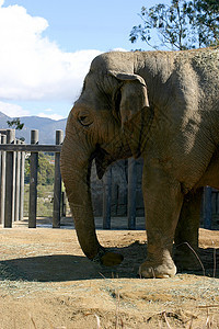 大象(4687)图片