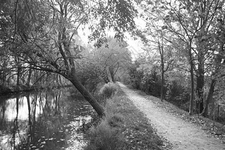 运河路场景亮度历史性农村季节运河环境反思桦树人行道图片