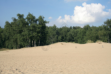 沙丘和白树图片