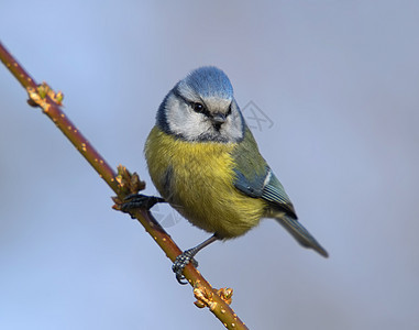 蓝奶山雀白色休息野生动物动物蓝色黄色蓝藻羽毛鸟类图片