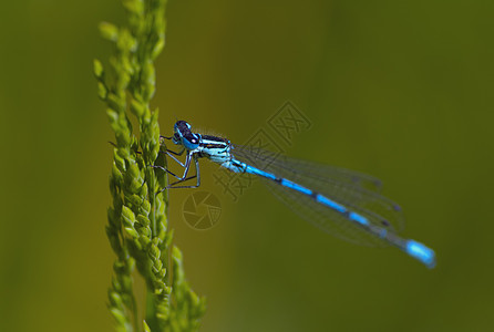 蓝色自大蓝野生动物追逐者漏洞生活昆虫动物少女眼睛宏观动物群图片