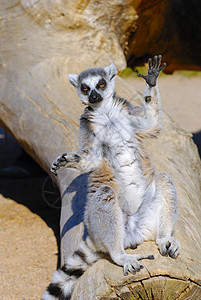 尾尾尾狐猴猫环尾野生动物生物荒野灵长类白色动物园动物灰色哺乳动物图片