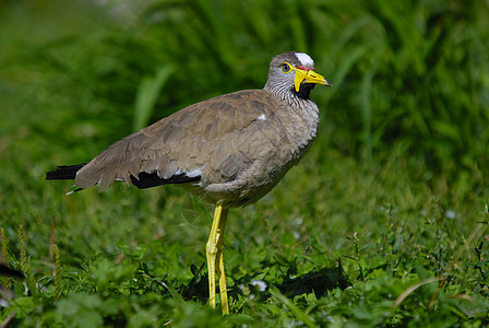塞内加尔异国情调黄色鸟类热带动物园荒野羽毛野生动物动物图片